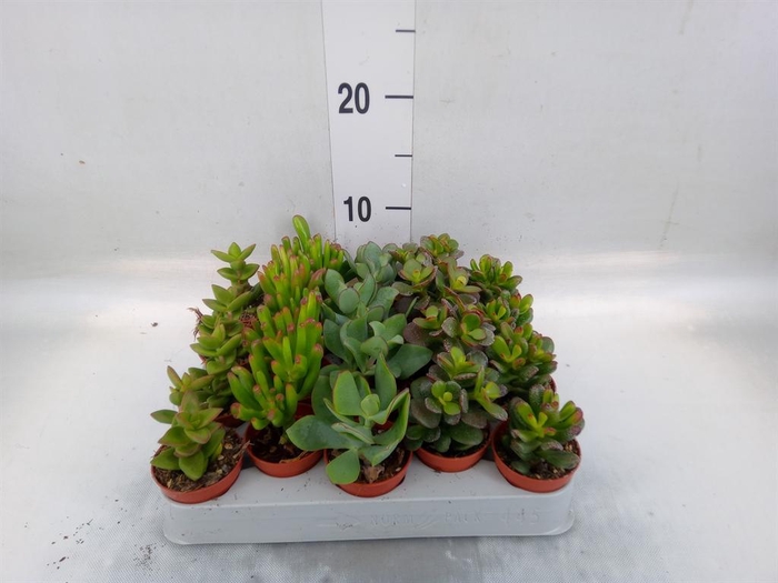 <h4>Crassula   ...mix</h4>