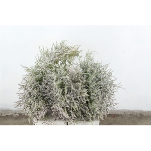 Limonium Tataricum Per Pak