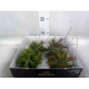 Tillandsia