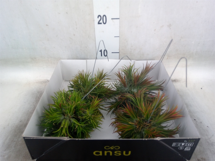 <h4>Tillandsia</h4>