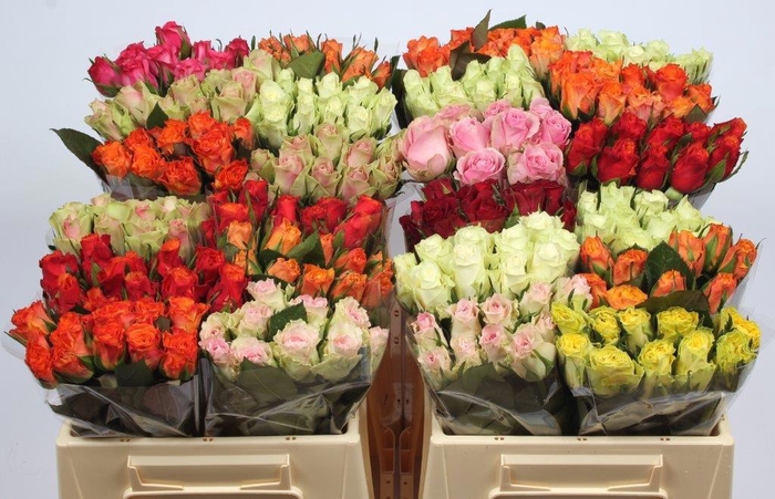 <h4>R GR GEM IN FUST</h4>