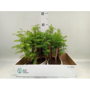 Bonsai   ...
