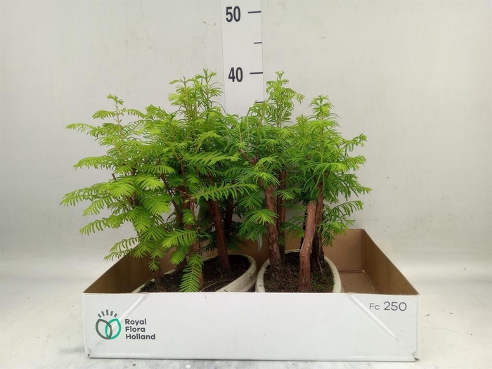 <h4>Bonsai   ...</h4>