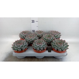 Echeveria  'Hercules'