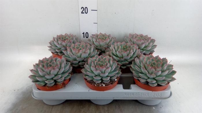 <h4>Echeveria 'Hercules'</h4>