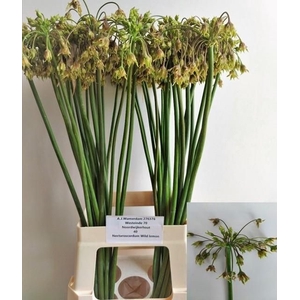 NECT SICULUM BULGAR