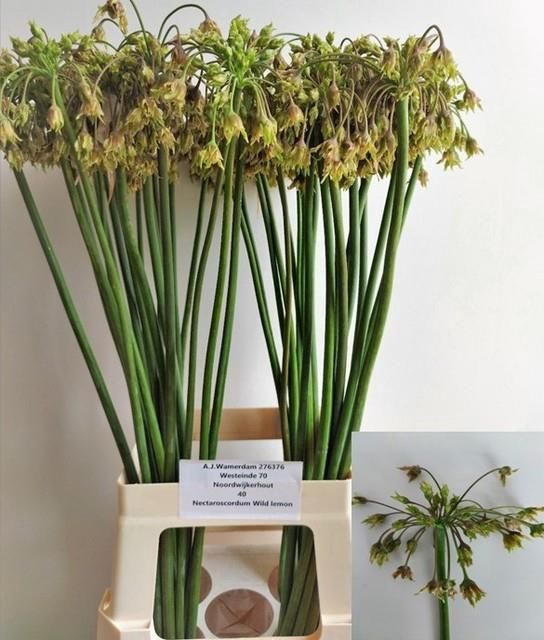 <h4>NECT SICULUM BULGAR</h4>