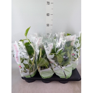 Epipremnum pinn.   HG