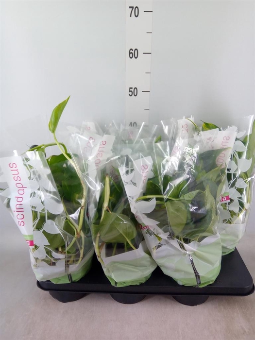 <h4>Epipremnum pinn.   HG</h4>