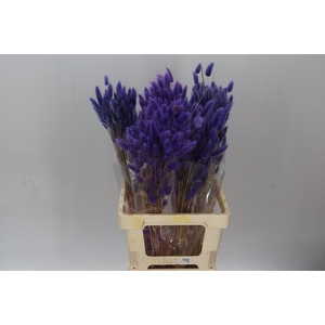 Dried Lagurus Milka