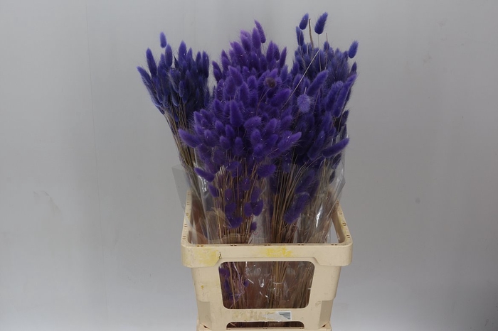<h4>Dried Lagurus Milka</h4>