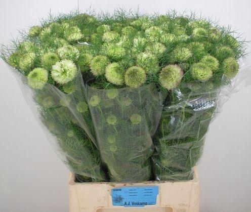 <h4>NIGE D DOUBLE DEUCE</h4>