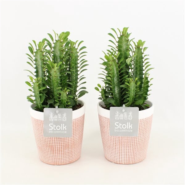 <h4>Euphorbia Trigona Groen in Terracotta Pot</h4>