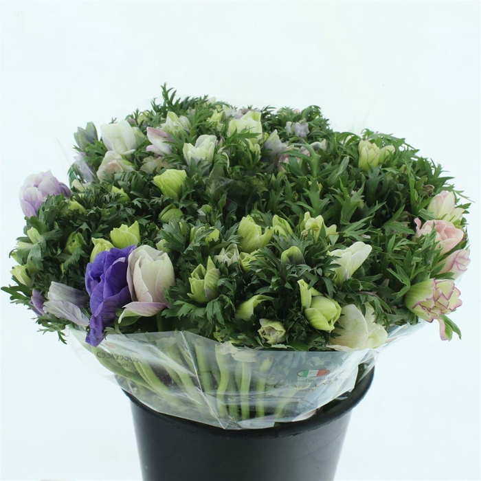 <h4>Anem Mistral Pastel Mix</h4>