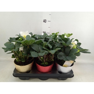 Helleborus niger 'Christmas Carol'