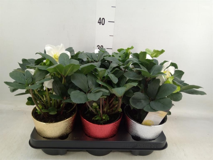 <h4>Helleborus niger 'Christmas Carol'</h4>