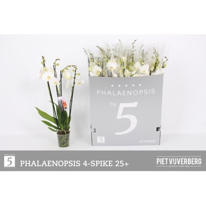 PHAL OV WIT
