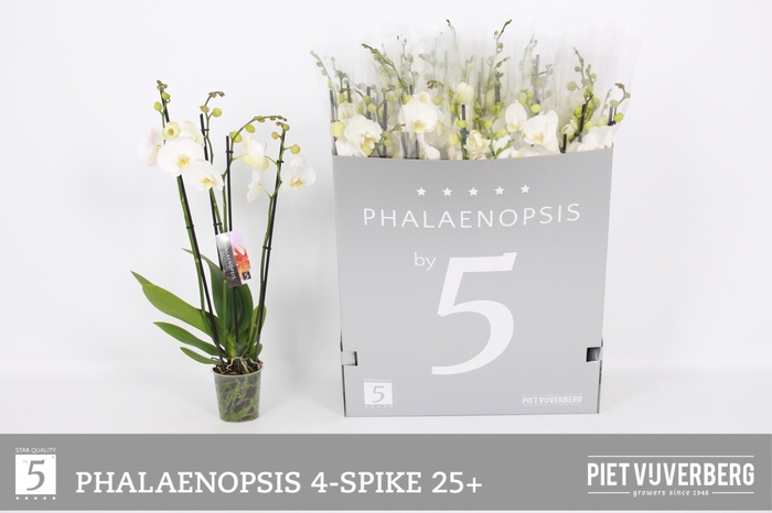 <h4>PHAL OV WIT</h4>
