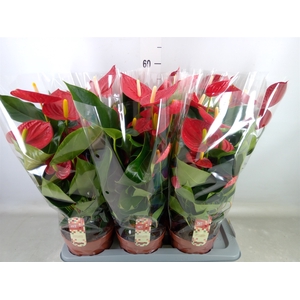 Anthurium andr. 'Tremendo'