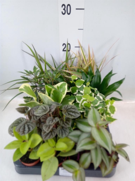 <h4>Planten  ..mix</h4>