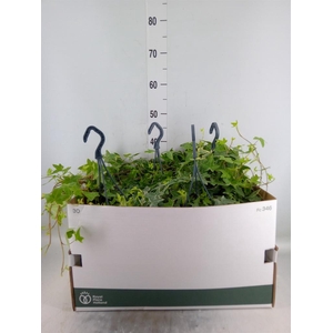 Hedera helix 'Mona Lisa'