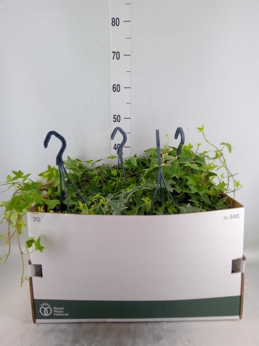 <h4>Hedera helix 'Mona Lisa'</h4>