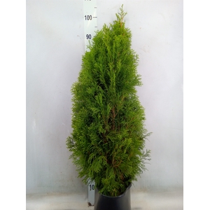 Thuja occid. 'Smaragd'