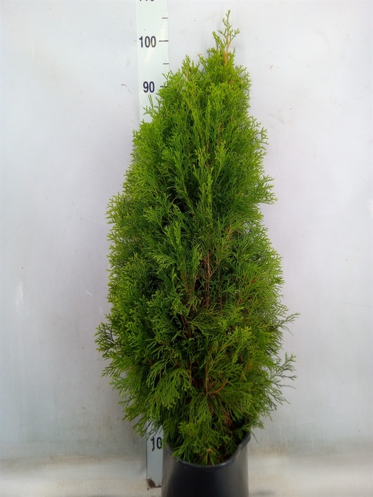 <h4>Thuja occid. 'Smaragd'</h4>