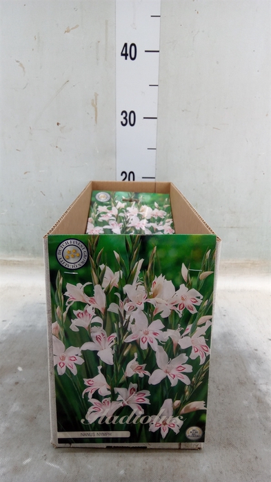 <h4>Gladiolus   ...flowerbulbs</h4>