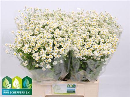 <h4>Tana Pa Cameron</h4>