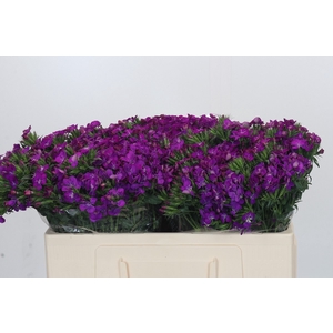Dianthus Br Gemengd
