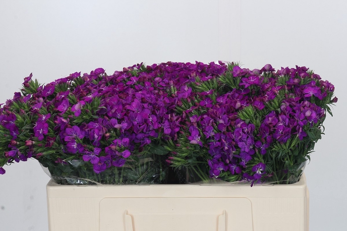 <h4>Dianthus Br Gemengd</h4>