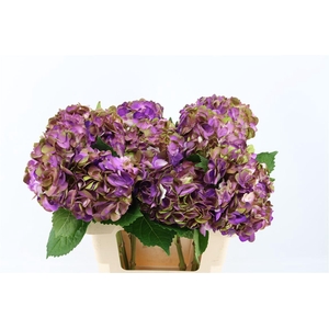 Hydr M Amethyst Dark Purple Tinted