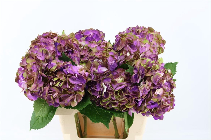 <h4>Hydr M Amethyst Dark Purple Tinted</h4>