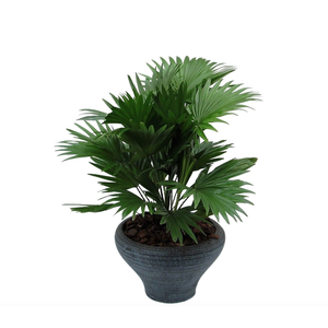 Livistona in hoedje blauw met schors