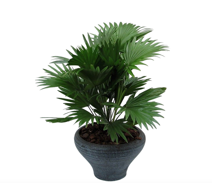 <h4>Livistona in hoedje blauw met schors</h4>