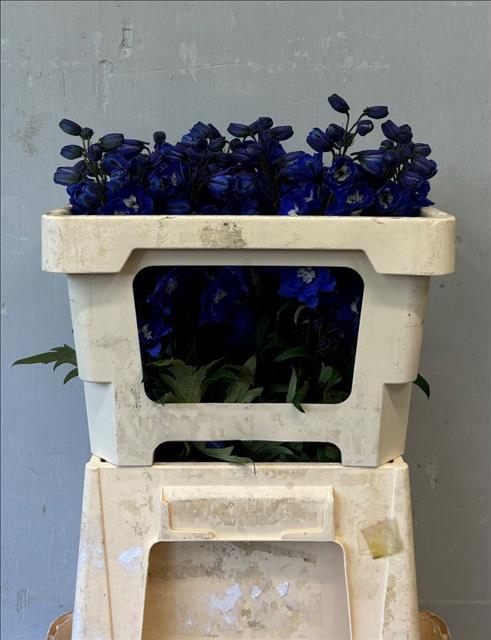 <h4>Delphinium dubbelbloemig (Elatum Grp) Dev Navy Blu</h4>