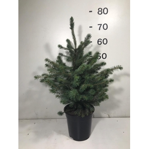 PICEA OMORIKA