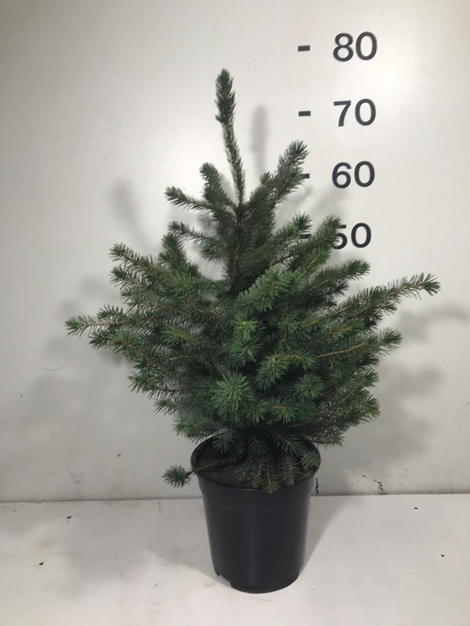 <h4>PICEA OMORIKA</h4>