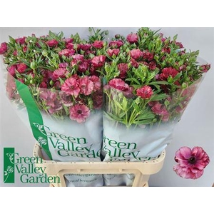 Ran Co Mag Raspberry