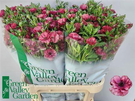 <h4>Ran Co Mag Raspberry</h4>