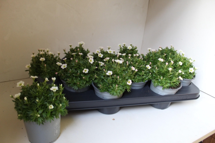 <h4>SAXIF WHITE PIXIE</h4>