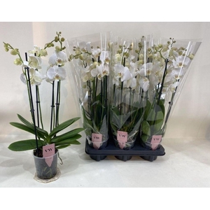 .Phalaenopsis anthura inverness
