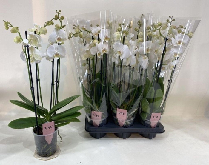 <h4>.Phalaenopsis anthura inverness</h4>