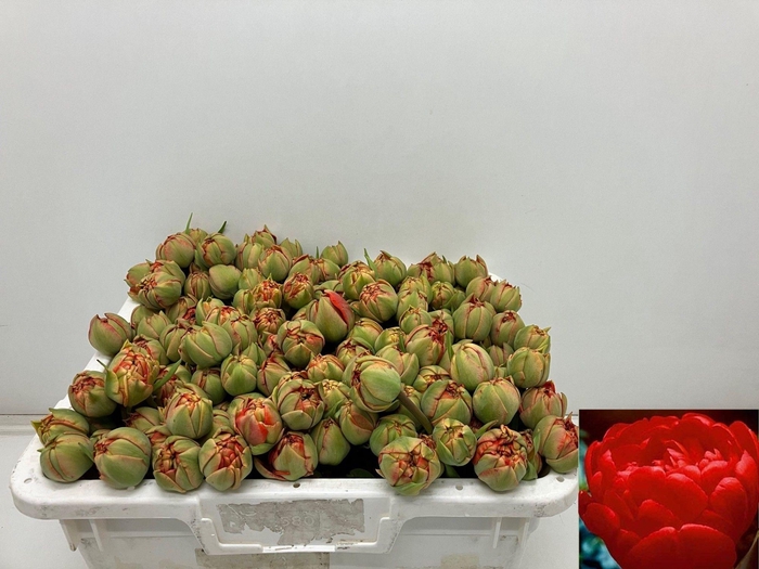 <h4>TU DU MIRANDA</h4>