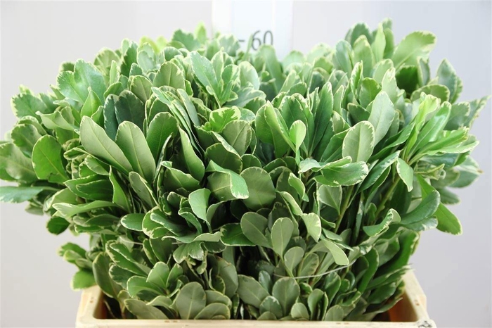 <h4>Pittosporum tobira 'Ilan'</h4>
