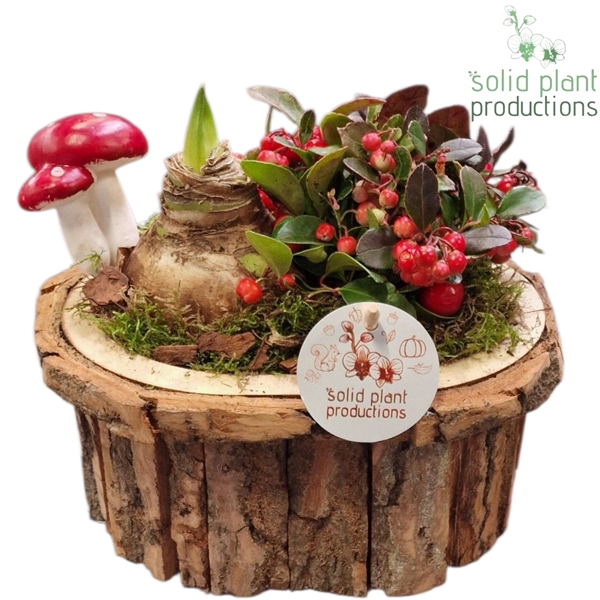 <h4>BOSA001 Amaryllis Bark O Small Brown</h4>
