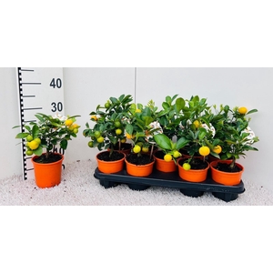 Citrus Calamondin mini-stem (s2)
