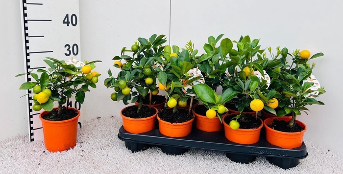 <h4>Citrus Calamondin mini-stem (s2)</h4>