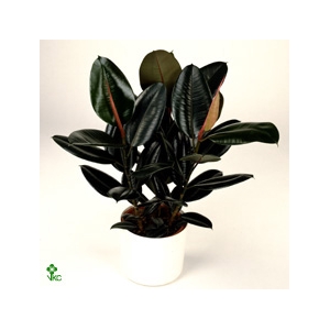 Ficus elastica 'Abidjan'